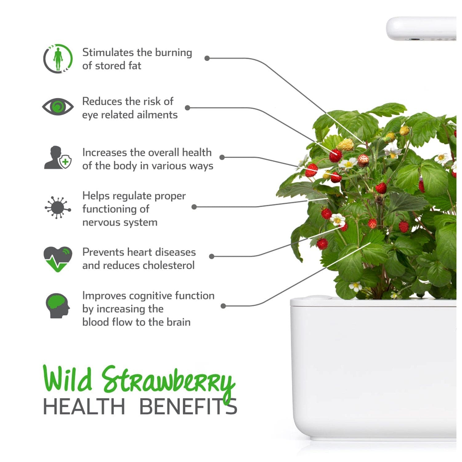 Click & Grow Wild Strawberry Plant Pods (3 Pack)
